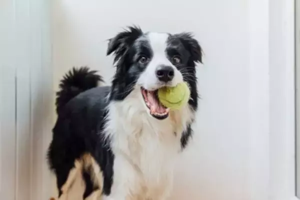 犬からの信用を失う『タブー行為』4選　飼い主のことを信頼していないワンコがみせるサインとは？