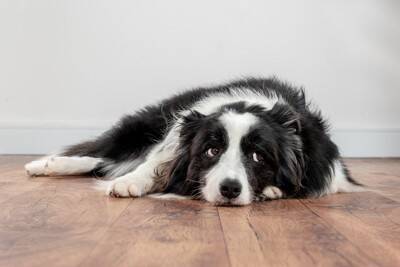 犬からの信用を失う『タブー行為』4選　飼い主のことを信頼していないワンコがみせるサインとは？