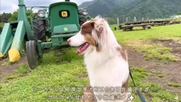 牧羊犬が初めて『牧場でポニーと出会った』結果…『お互いの反応』があまりにも愛おしいと14万再生「圧倒的陽キャ感ｗ」「温度差に笑った」