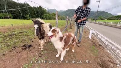 牧羊犬が初めて『牧場でポニーと出会った』結果…『お互いの反応』があまりにも愛おしいと14万再生「圧倒的陽キャ感ｗ」「温度差に笑った」