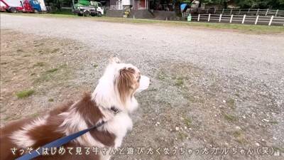 牧羊犬が初めて『牧場でポニーと出会った』結果…『お互いの反応』があまりにも愛おしいと14万再生「圧倒的陽キャ感ｗ」「温度差に笑った」