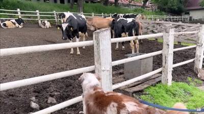 牧羊犬が初めて『牧場でポニーと出会った』結果…『お互いの反応』があまりにも愛おしいと14万再生「圧倒的陽キャ感ｗ」「温度差に笑った」