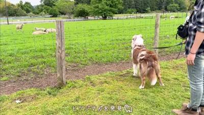 牧羊犬が初めて『牧場でポニーと出会った』結果…『お互いの反応』があまりにも愛おしいと14万再生「圧倒的陽キャ感ｗ」「温度差に笑った」