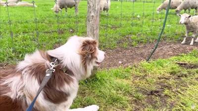 牧羊犬が初めて『牧場でポニーと出会った』結果…『お互いの反応』があまりにも愛おしいと14万再生「圧倒的陽キャ感ｗ」「温度差に笑った」