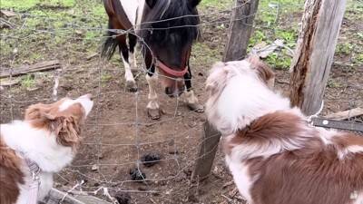 牧羊犬が初めて『牧場でポニーと出会った』結果…『お互いの反応』があまりにも愛おしいと14万再生「圧倒的陽キャ感ｗ」「温度差に笑った」