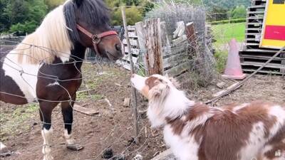 牧羊犬が初めて『牧場でポニーと出会った』結果…『お互いの反応』があまりにも愛おしいと14万再生「圧倒的陽キャ感ｗ」「温度差に笑った」
