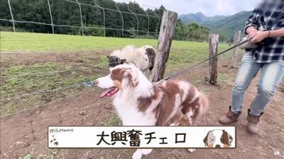 牧羊犬が初めて『牧場でポニーと出会った』結果…『お互いの反応』があまりにも愛おしいと14万再生「圧倒的陽キャ感ｗ」「温度差に笑った」