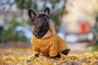 『服を着せるべき犬種』5選　洋服が必要なワンコの特徴やスムーズに着せる方法まで