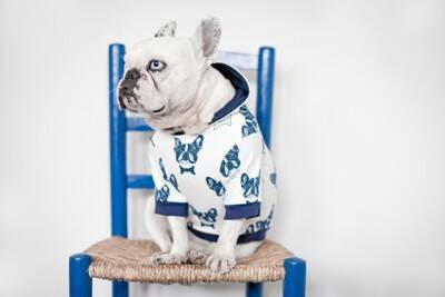 『服を着せるべき犬種』5選　洋服が必要なワンコの特徴やスムーズに着せる方法まで