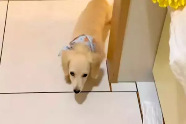 キッチンに立っていたら、子犬がトコトコとやってきて…？料理どころではない『尊すぎる行動』が38万再生「嘘みたいに可愛い」「泣けるレベル」