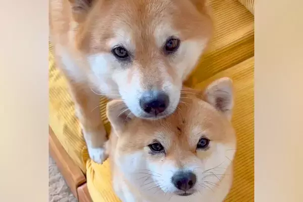 仲良しすぎる2匹の犬→日常を観察してみると…以心伝心？シンクロしすぎている光景に104万再生の反響「可愛くて涙出た」「癒される」と悶絶