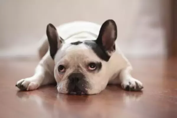 犬が『楽しくない』ときにみせる態度や行動5選　愛犬を満足させる方法や注意点まで解説