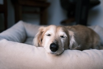 犬が飼い主と『一緒に寝てくれない』理由５選　見直すべき睡眠環境や愛犬の本音まで解説