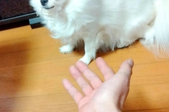 おやつが無い状態で『犬を呼んでみた』結果→あまりにも露骨な『表情』が面白いと4万いいね集まる「軽蔑の目してて笑った」「プロ意識高くて草」
