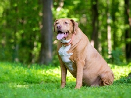 最新ガイドラインを紐解く！散歩してるのに「犬が太る理由」と対策について【獣医師執筆】