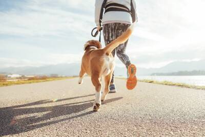 最新ガイドラインを紐解く！散歩してるのに「犬が太る理由」と対策について【獣医師執筆】