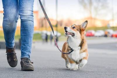 最新ガイドラインを紐解く！散歩してるのに「犬が太る理由」と対策について【獣医師執筆】