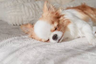 犬の『免疫力』を高める方法5選　愛犬が体調を崩してしまう原因や改善策まで