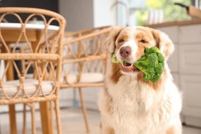 犬の『免疫力』を高める方法5選　愛犬が体調を崩してしまう原因や改善策まで