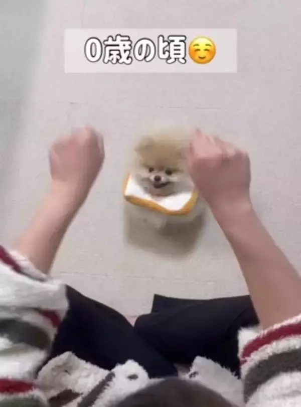 『おやつ当てゲーム』が下手すぎて絶望する犬→2年後…『圧倒的に成長した光景』が22万再生「両おててでいくの可愛すぎ」「絶望顔もいい」