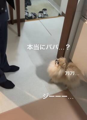 『おやつ当てゲーム』が下手すぎて絶望する犬→2年後…『圧倒的に成長した光景』が22万再生「両おててでいくの可愛すぎ」「絶望顔もいい」