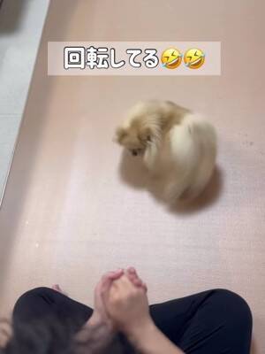 『おやつ当てゲーム』が下手すぎて絶望する犬→2年後…『圧倒的に成長した光景』が22万再生「両おててでいくの可愛すぎ」「絶望顔もいい」