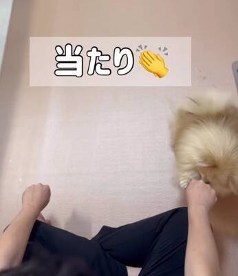 『おやつ当てゲーム』が下手すぎて絶望する犬→2年後…『圧倒的に成長した光景』が22万再生「両おててでいくの可愛すぎ」「絶望顔もいい」