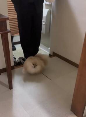 『おやつ当てゲーム』が下手すぎて絶望する犬→2年後…『圧倒的に成長した光景』が22万再生「両おててでいくの可愛すぎ」「絶望顔もいい」
