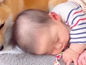 赤ちゃんが寝ていると、犬が隣に寄り添って…母性にあふれた『愛おしい行動』が26万再生「涙出そう…」「なんだか胸キュン」「ほっこりした」