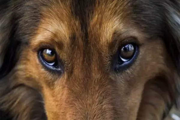 犬の『視力』は犬種ごとに違うって本当？種類別の傾向や人間との見え方の違いも解説