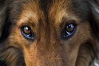犬の『視力』は犬種ごとに違うって本当？種類別の傾向や人間との見え方の違いも解説