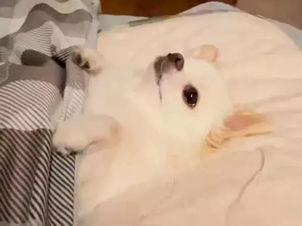 5年間、チワワを愛情たっぷりに育てた結果→許すしかない『カワイイハラスメント』を連発する光景が197万再生「オモロ可愛い」「心奪われた」