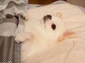 5年間、チワワを愛情たっぷりに育てた結果→許すしかない『カワイイハラスメント』を連発する光景が197万再生「オモロ可愛い」「心奪われた」