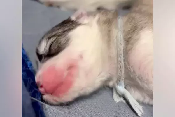 生まれたばかりの子犬が『寝言』を言った結果→聞いた母犬が…すべてが可愛い光景に71万再生の反響「寝言激しすぎて草」「誰に似たのかしら」