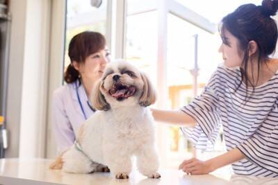 犬が『しんどい』と感じているときにする行動５選　見逃したくないサインとは？