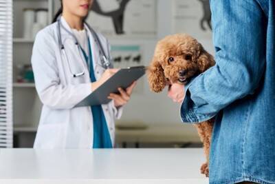 犬が『しんどい』と感じているときにする行動５選　見逃したくないサインとは？