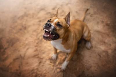 犬に『カメラのフラッシュ』危険な理由4つ　愛犬の目に与える悪影響とは？
