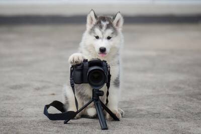 犬に『カメラのフラッシュ』危険な理由4つ　愛犬の目に与える悪影響とは？