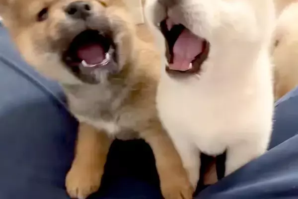 人間が好きすぎる『生後35日の子犬たち』→座っていたら、みんなで近づいてきて…尊すぎる『膝の上を取り合う光景』に反響「天使」「可愛い」