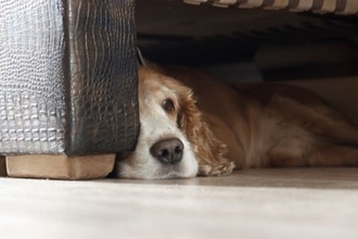 犬が『ソファの下に隠れる』4つの理由　無理やり引っ張り出すのはNG？対処法まで解説