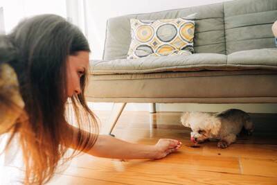 犬が『ソファの下に隠れる』4つの理由　無理やり引っ張り出すのはNG？対処法まで解説
