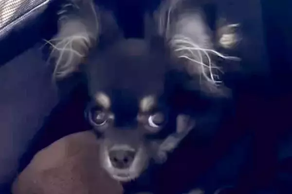 『5万円で売れ残った犬』を飼った結果→不安そうな顔をしていたので、愛情を注ぎ続けて…3年後の『表情の違い』が88万再生「運命の出会い」