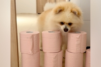 トイレットペーパーを置いたら、犬はどうするのか？→飛び越えると思いきや…予想を超える『まさかの展開』に爆笑「面白すぎｗｗ」「願えば叶う」