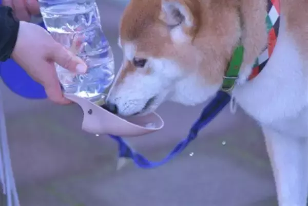 犬が散歩中に水を飲まない『4つの原因』脱水を防ぐためにはどうしたらいいの？