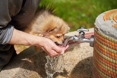 犬が散歩中に水を飲まない『4つの原因』脱水を防ぐためにはどうしたらいいの？
