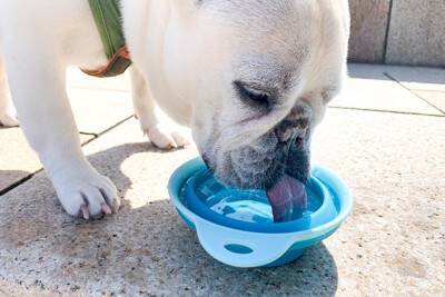犬が散歩中に水を飲まない『4つの原因』脱水を防ぐためにはどうしたらいいの？
