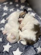 『愛犬の出産』自宅で臨むために飼い主さんがすべき事 ｜出産計画から産後のケアまで【獣医師執筆】