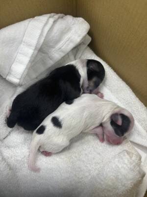 『愛犬の出産』自宅で臨むために飼い主さんがすべき事 ｜出産計画から産後のケアまで【獣医師執筆】