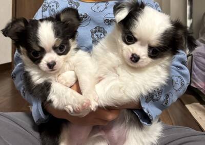 『愛犬の出産』自宅で臨むために飼い主さんがすべき事 ｜出産計画から産後のケアまで【獣医師執筆】