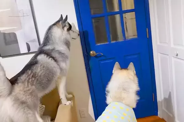 甥っ子が家に遊びに来た結果→大型犬たちが嬉しくなりすぎてしまい…まさかの『取り合い勃発』に反響「かわいい争奪戦」「しっぽグルングルンｗ」